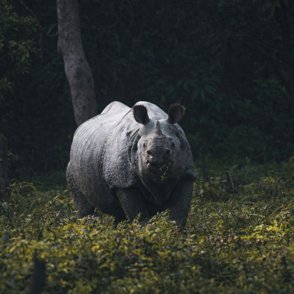 Kaziranga National Park